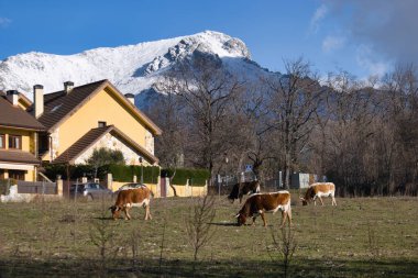 Madrid, İspanya yakınlarındaki Navacerrada dağ köyünde arka planda otlayan inek sürüsü.