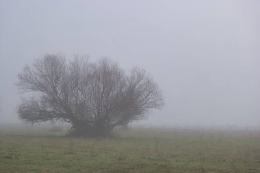 İspanya 'da, Madrid yakınlarında büyüyen bir ağacın manzarası.