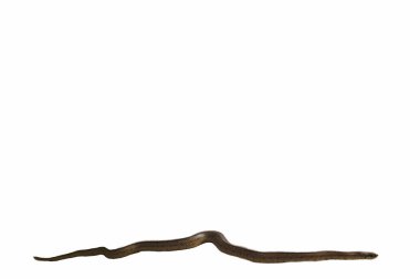 Beyaz arka plandaki yılan yaşayan hayvanları izole ediyor.