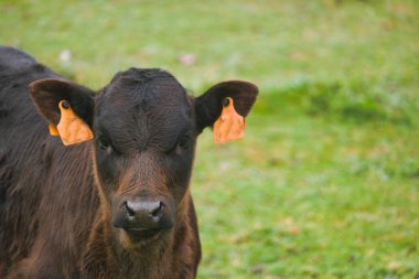 İspanya 'da çayırlarda otlayan çiftlik sığırları.