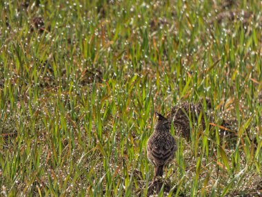 İspanya 'da bulutlu bir günde parkta tarlakuşu.