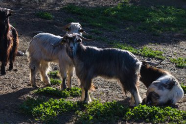Keçiler, İspanyol çiftliklerinden birinin otlağında hayvan yetiştiriyor.