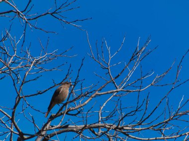 Baharda İspanya 'da bir ağaçtaki siyah renkli Sindrella kuşu vahşi doğada
