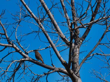 Baharda İspanya 'da bir ağaçtaki siyah renkli Sindrella kuşu vahşi doğada