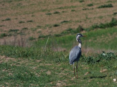 Baharın güneşli bir gününde İspanya 'da, medresenin yakınında çayırdaki gri balıkçıllı Ardea Cinerea kuşu.