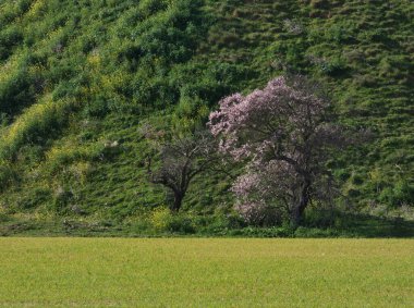 İlkbahar manzarası ağaçlarla kaplı İspanya 'daki yeşil bitkiler Madrid yakınlarında