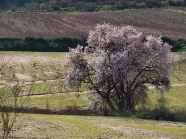 İlkbahar manzarası ağaçlarla kaplı İspanya 'daki yeşil bitkiler Madrid yakınlarında