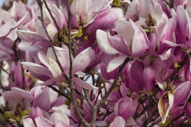 Şubat ayında açan manolya çiçekleri İspanya 'nın süs ağacında