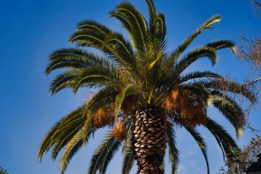 İlkbaharda Madrid yakınlarında gökyüzüne karşı meyveleri olan büyük bir hurma ağacı manzarası.