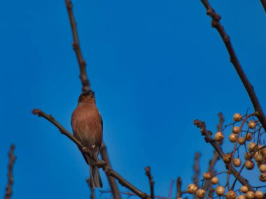 Chaffinch Fringilla mavi gökyüzüne karşı bir daldaki kuşu coelebs