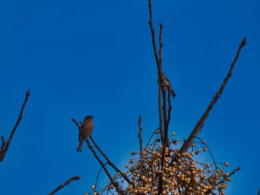 Chaffinch Fringilla mavi gökyüzüne karşı bir daldaki kuşu coelebs