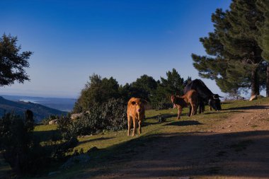 Madrid, İspanya yakınlarındaki Sierra de Guadarrama dağlarında kış manzarası