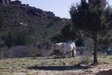 Madrid, İspanya yakınlarındaki Sierra de Guadarrama dağlarında hayvanlarla dolu kış manzarası