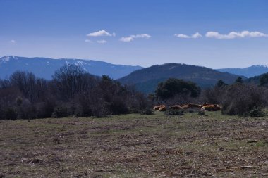 Madrid, İspanya yakınlarındaki Sierra de Guadarrama dağlarında hayvanlarla dolu kış manzarası