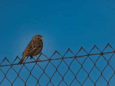 Baharda vahşi kuşlar açık havada güneşli havalarda