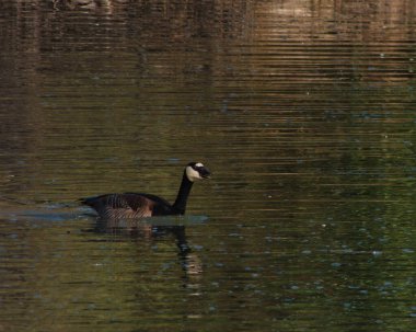Baharda vahşi kuşlar açık havada güneşli havalarda