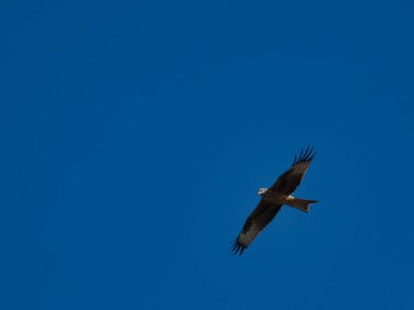 Baharda vahşi kuşlar açık havada güneşli havalarda