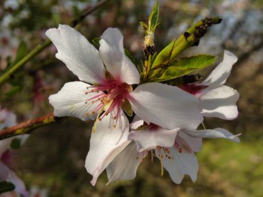 Makro fotoğrafçılık kullanılarak bir bahar çiçeğinin yakın plan çekimi