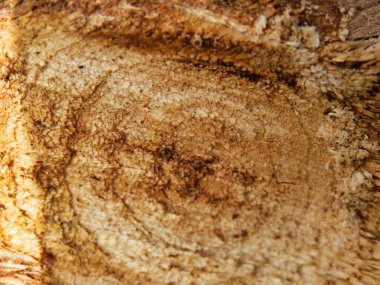 Kesik bir dalın yakın plan fotoğrafı, görünür halkalar.