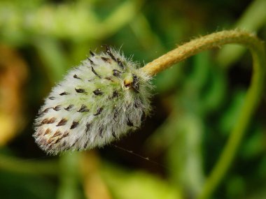 İlkbaharda açan güzel çayır bitkisi.