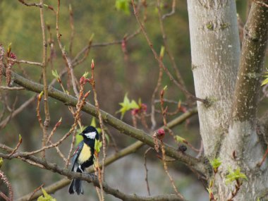 crested tit bird on a tree on a branch in the park