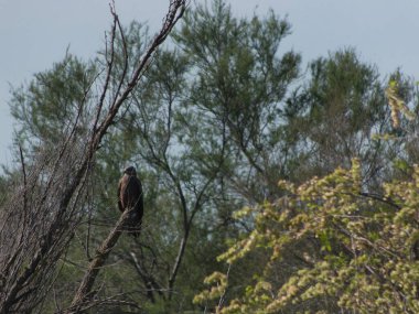 Yırtıcı şahin kuşu baharda yaşlı bir ağacın dalında