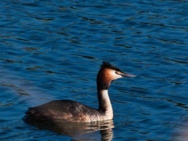 Madrid yakınlarında İspanya 'da bir göl üzerinde Büyük Tepeli Grebe Podiceps kriteri
