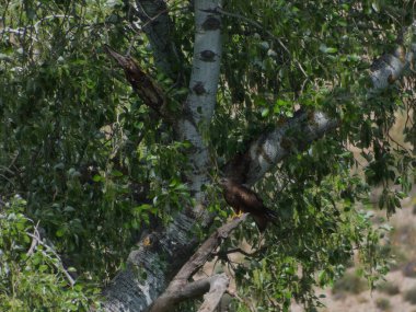 Madrid yakınlarında İspanya 'da daha az Benekli Kartal Clanga Pomarina yırtıcı kuşu