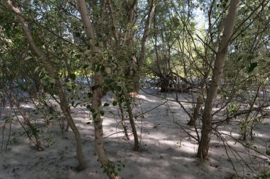 İspanya, Madrid yakınlarındaki Vaciamadrid kasabasında bahar manzarası