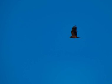 Madrid yakınlarında İspanya 'da daha az Benekli Kartal Clanga Pomarina yırtıcı kuşu