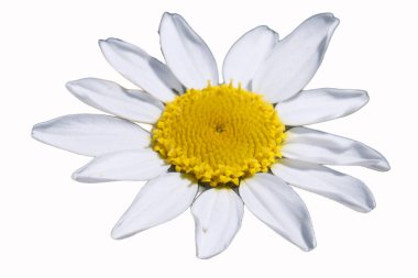 çiçekli arkaplan izole resimleme deseni