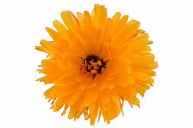 çiçekli arkaplan izole resimleme deseni