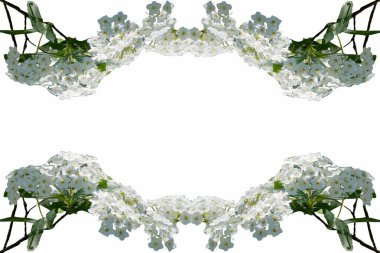 çiçekli arkaplan izole resimleme deseni