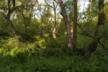 Baharda Madrid yakınlarındaki Campo şehir parkındaki manzara manzarası