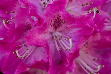 İlkbaharda şehir parkında bahar çiçeği açar.
