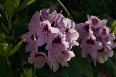 İlkbaharda şehir parkında bahar çiçeği açar.