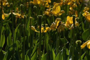 İlkbaharda şehir parkında bahar çiçeği açar.