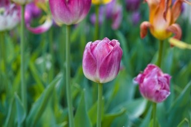 İlkbaharda şehir parkında bahar çiçeği açar.