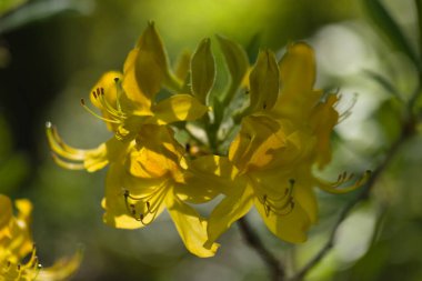 İlkbaharda şehir parkında bahar çiçeği açar.