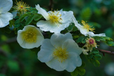 İlkbaharda şehir parkında bahar çiçeği açar.