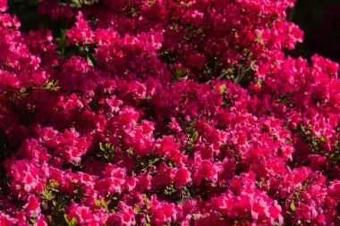 İlkbaharda şehir parkında bahar çiçeği açar.