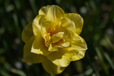 İlkbaharda şehir parkında bahar çiçeği açar.