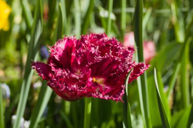 İlkbaharda şehir parkında bahar çiçeği açar.