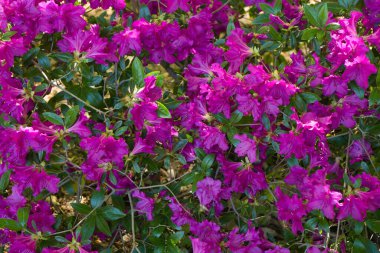 İlkbaharda şehir parkında bahar çiçeği açar.