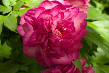 İlkbaharda şehir parkında bahar çiçeği açar.