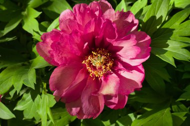 İlkbaharda şehir parkında bahar çiçeği açar.