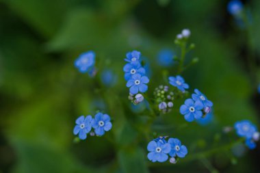 İlkbaharda şehir parkında bahar çiçeği açar.