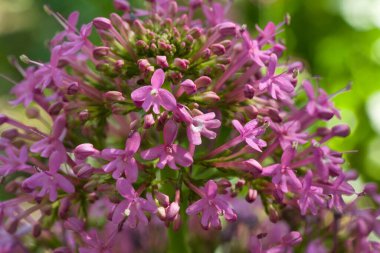 İlkbaharda şehir parkında bahar çiçeği açar.