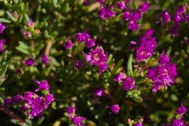 İlkbaharda şehir parkında bahar çiçeği açar.