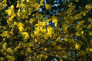 İlkbaharda şehir parkında bahar çiçeği açar.